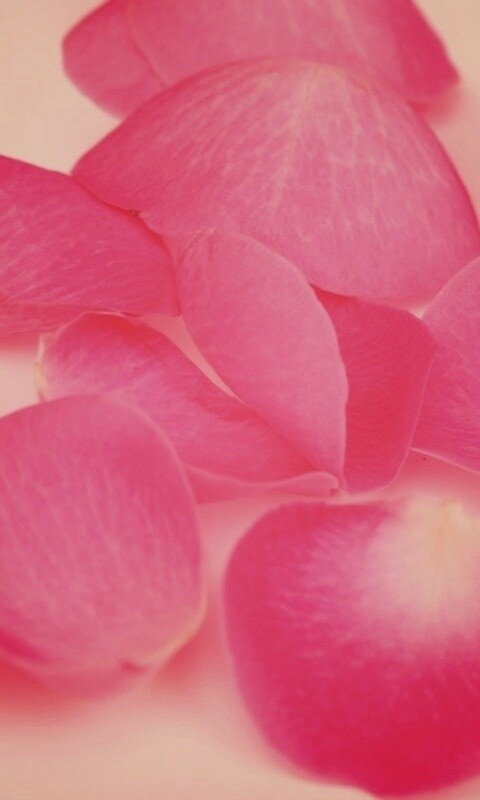 Лепестки розы обои