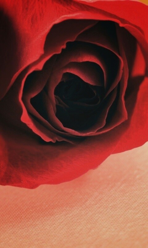 Красная роза обои