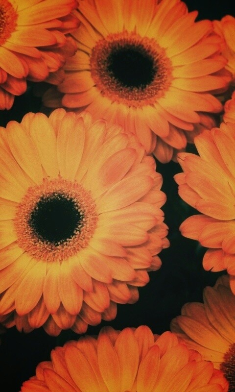 Желтые герберы обои