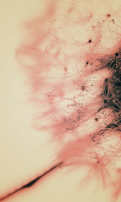 Одуванчик  обои