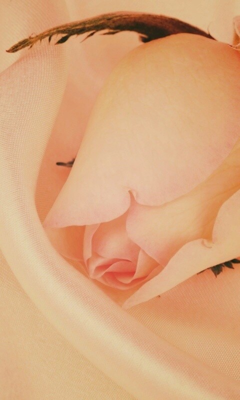 Свадебная роза обои