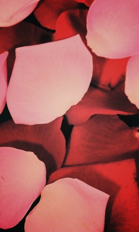 Розовые и красные лепестки обои