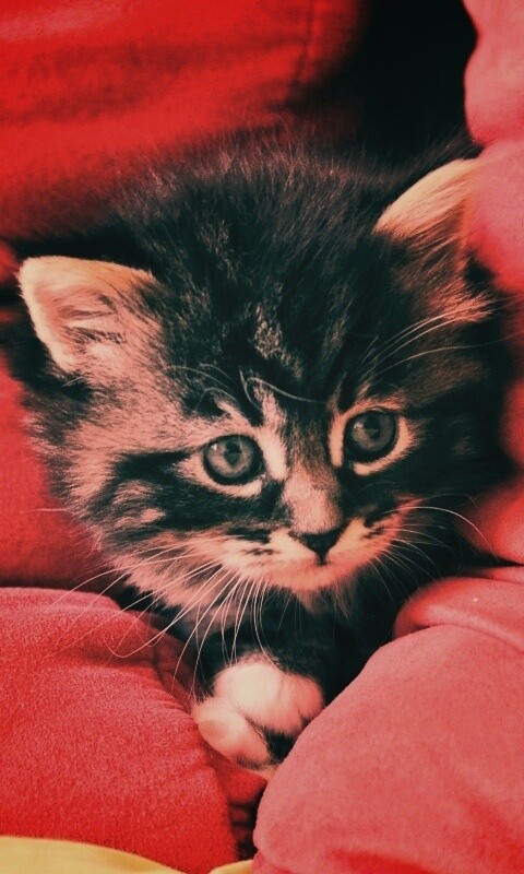 Котенок в подушках обои