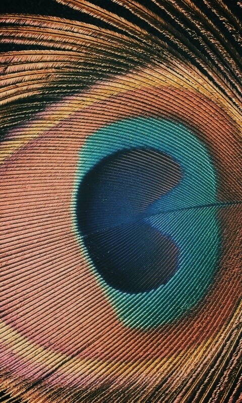 Перо павлина обои