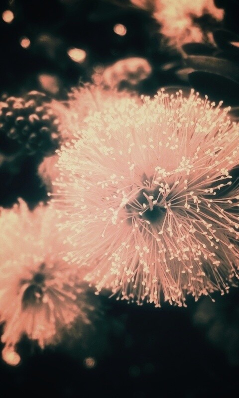 Сказочный цветок обои