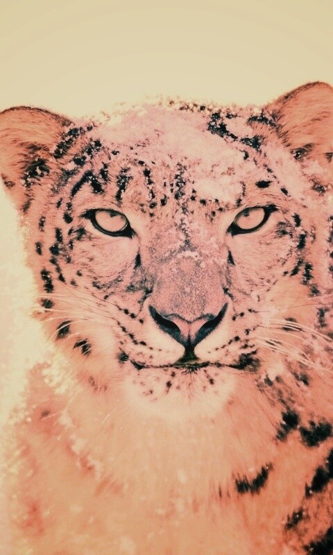 Снежный леопард обои