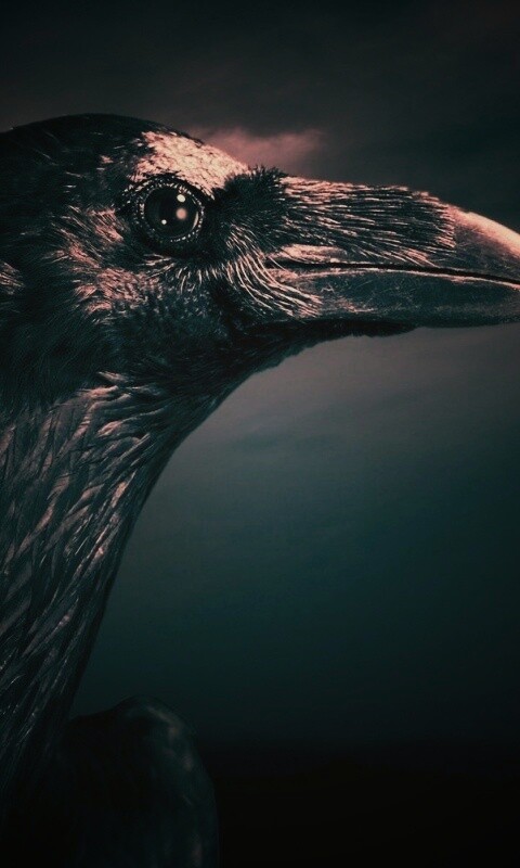 Ворон — гордая птица обои