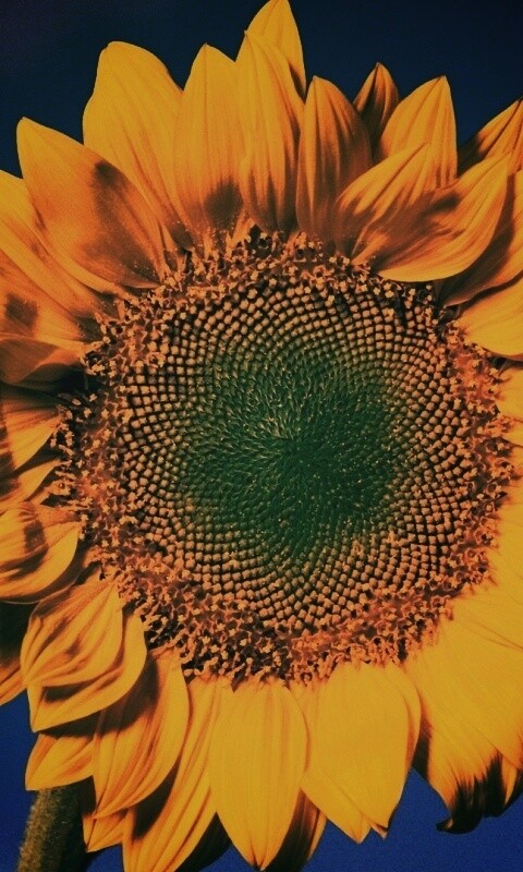 Солнечный цветок обои