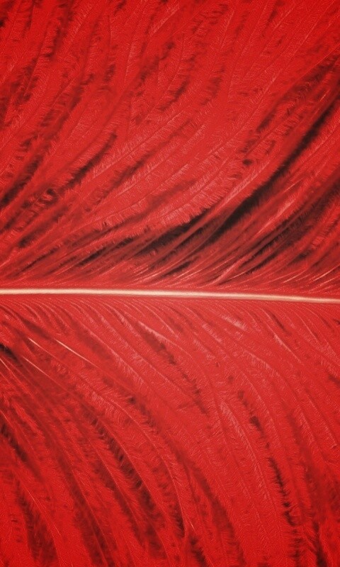 Перо попугая обои