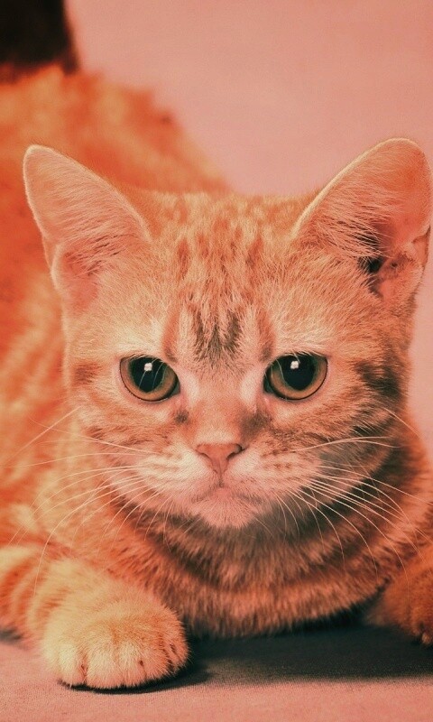 Котенок обои