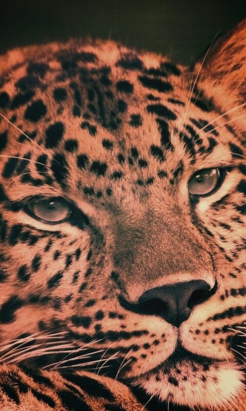 Злопасный ягуляр обои