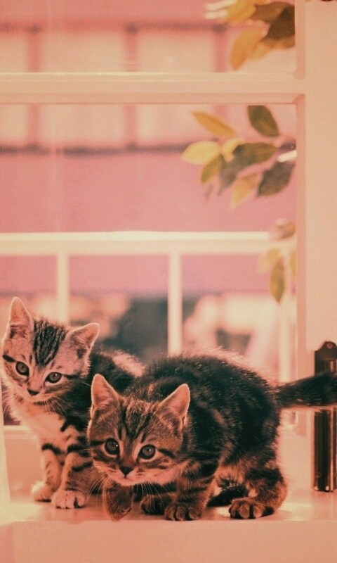 Милые котята обои