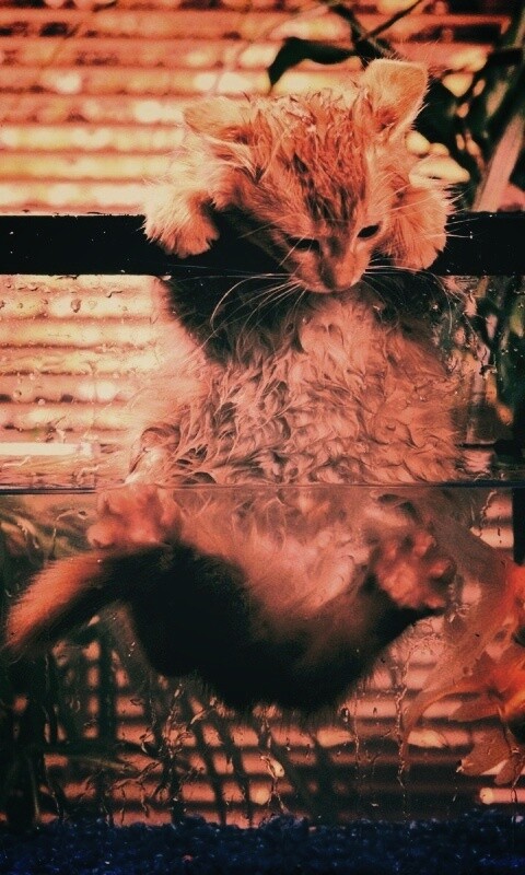 Мокрая киска обои