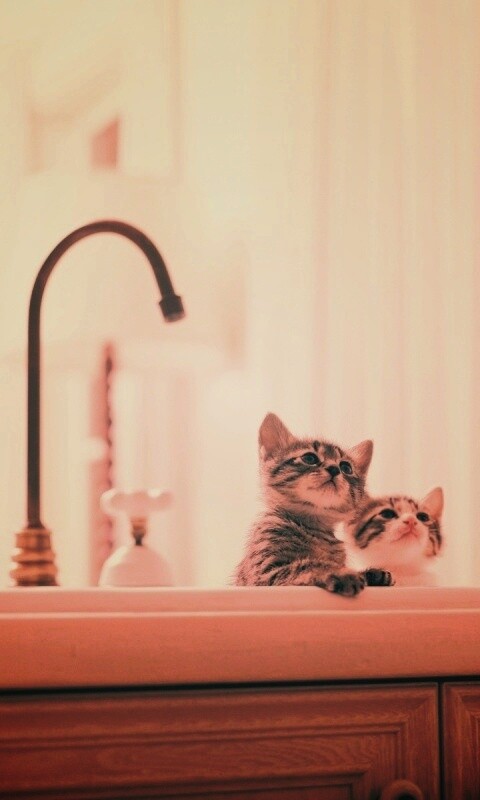 Два котенка обои