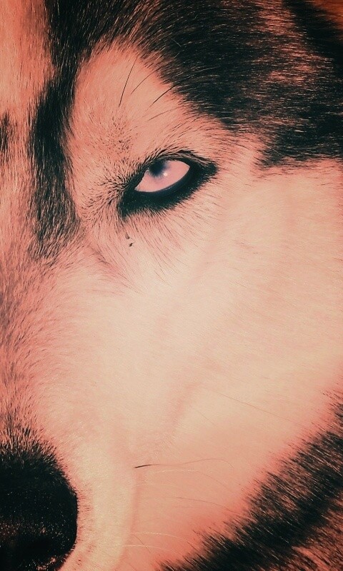 Собака с голубыми глазами обои