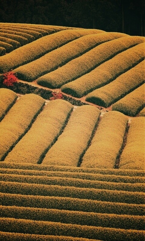 Красивые гряды обои