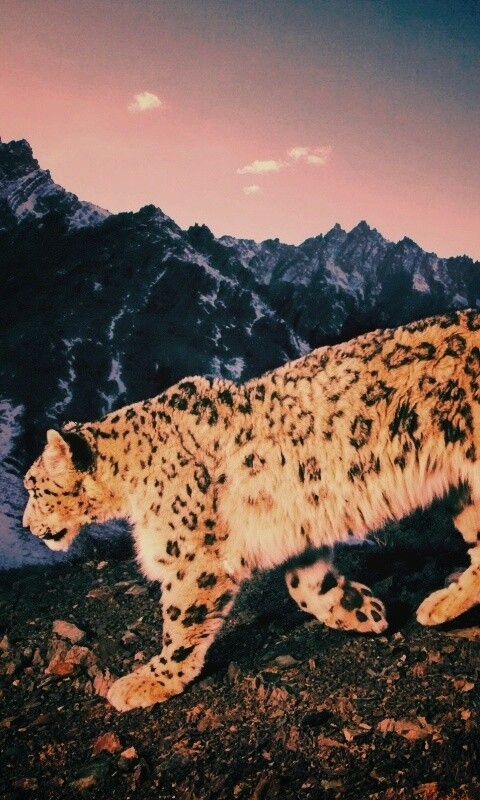 Леопард обои