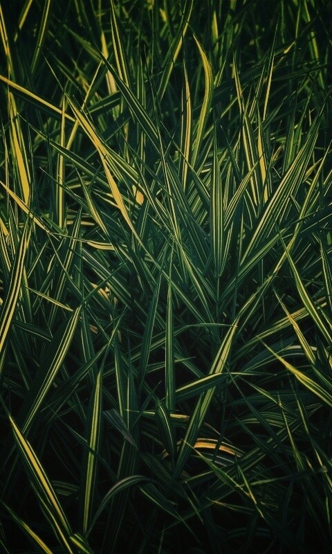 Дикая трава обои