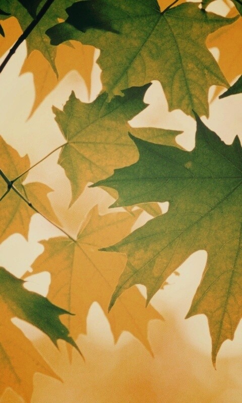 Кленовые листья обои