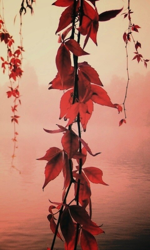Ветви красного дерева обои