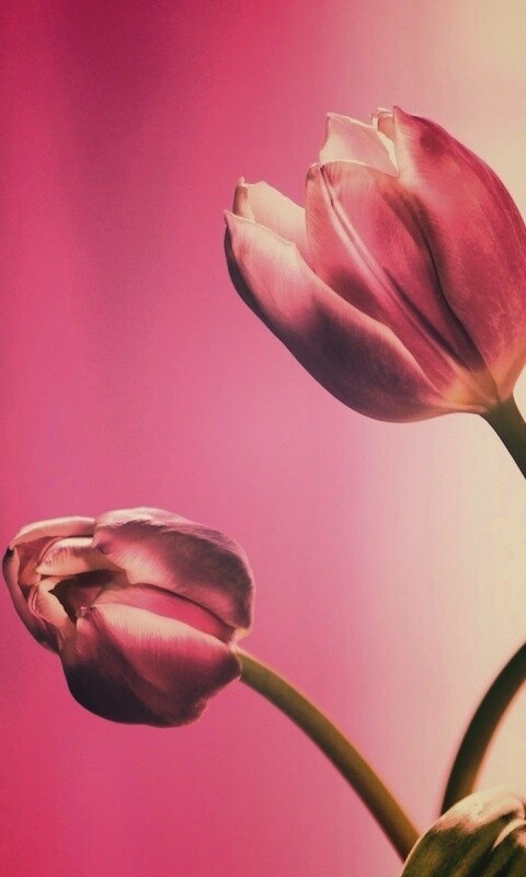 Сиреневые цветы обои