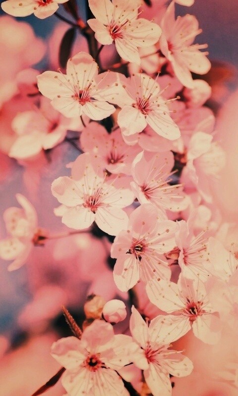 Цветение вишни обои