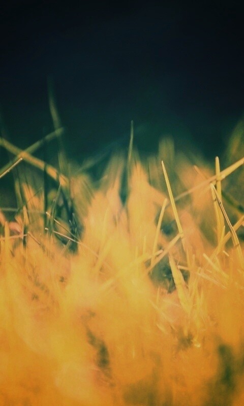 Играя солнечным светом обои