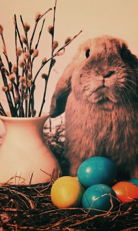 Пасхальный кролик обои