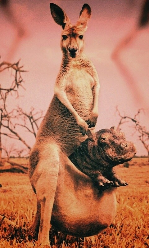 Кенгуру с бегемотом в сумке обои