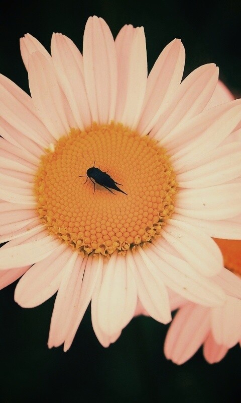 Ромашки обои