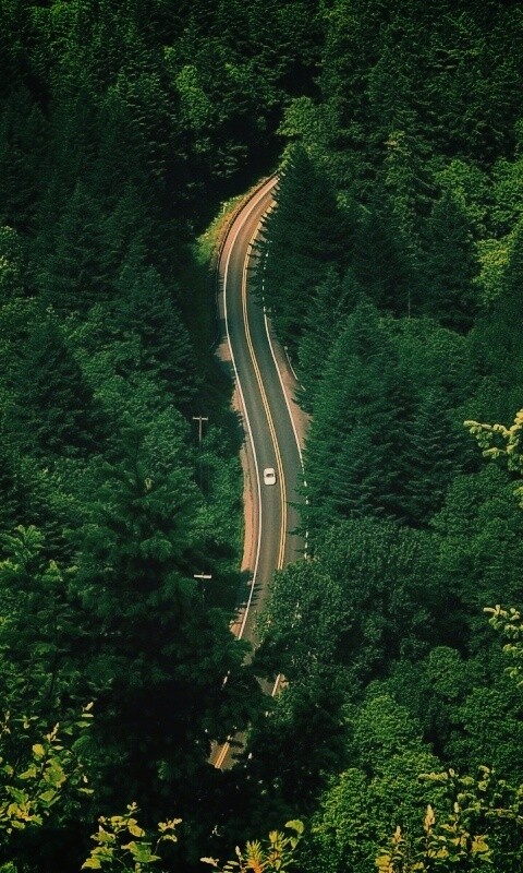 Лесная трасса обои