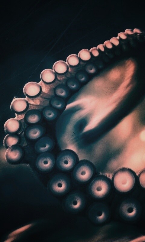 Щупальце обои