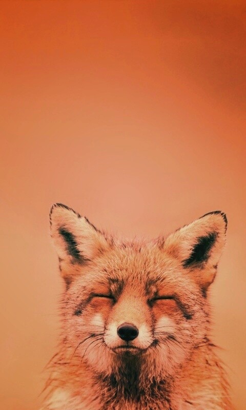 ^_^ Fox обои