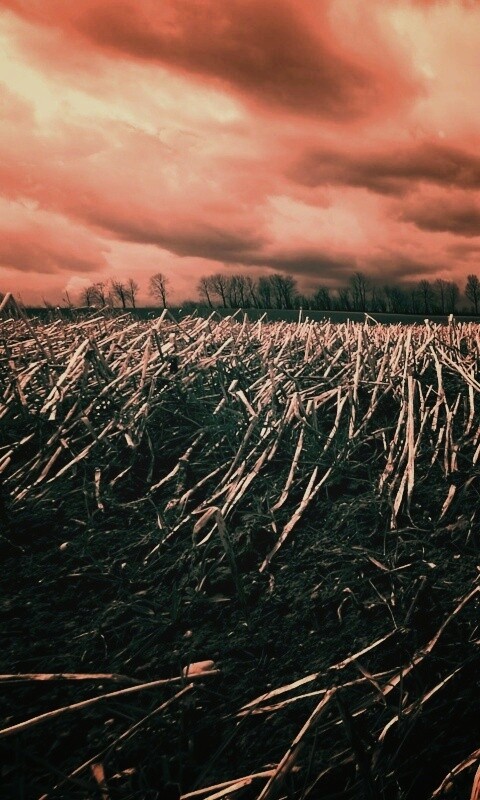 Убранное поле обои