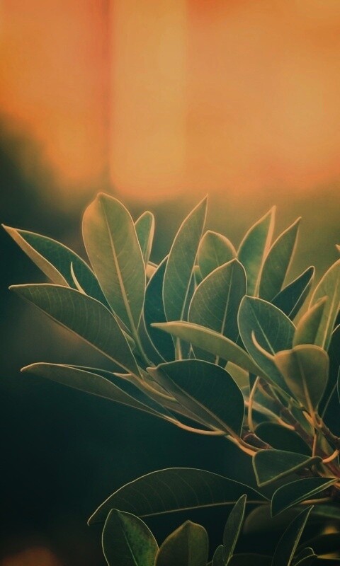 Листья обои