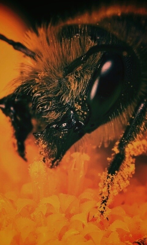 Пчела крупным планом обои