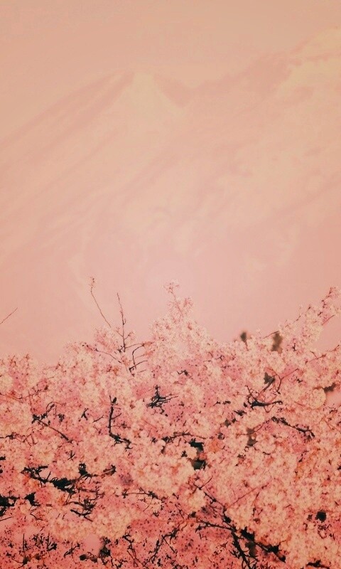 Цветение вишни в горах обои