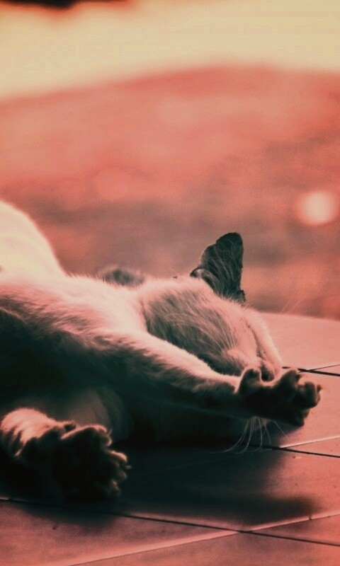 Потягивающаяся кошка обои