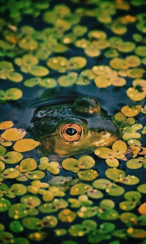 Маленькая лягушка обои
