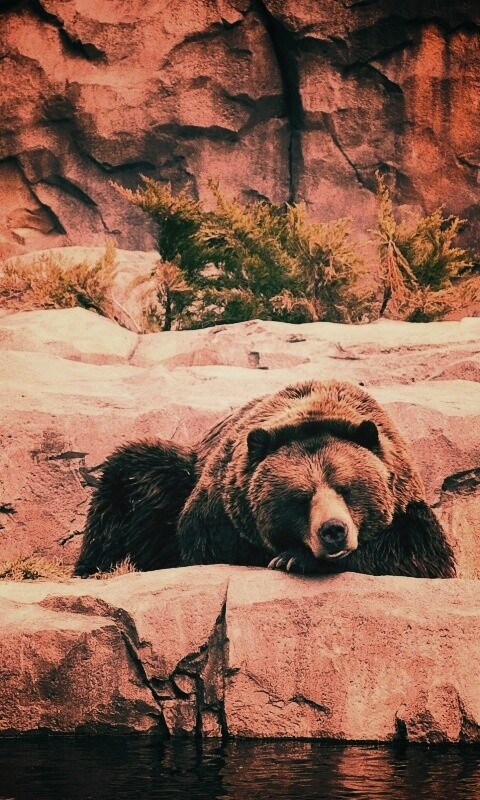 Медведь обои