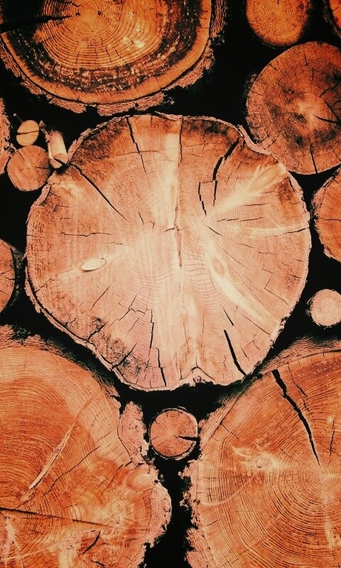 Древесный спил обои