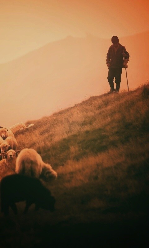 Пастух и стадо обои