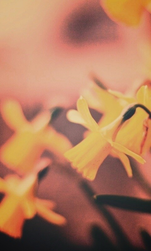 Нарциссы обои