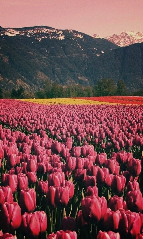 Поле тюльпанов обои