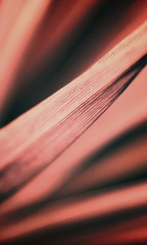 Сухое растение обои