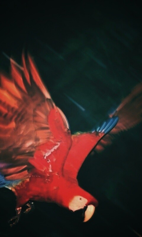 Рисованный ара обои