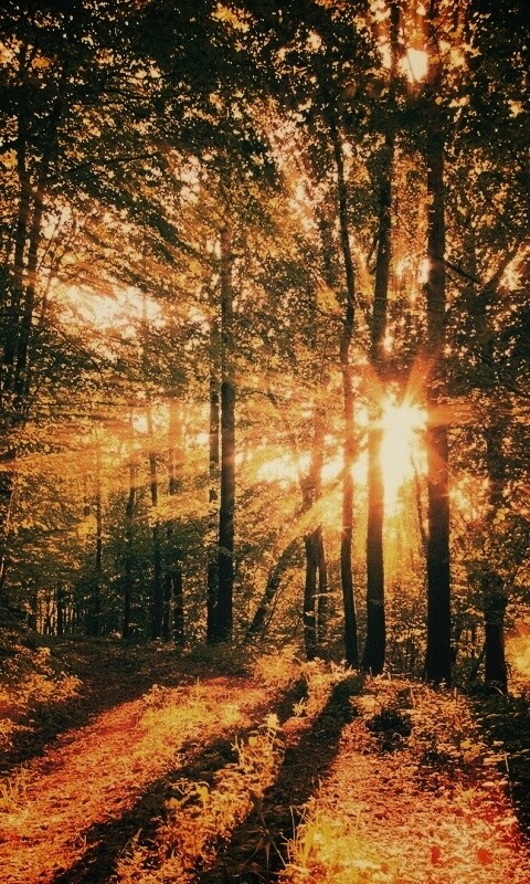 Свет сквозь деревья обои