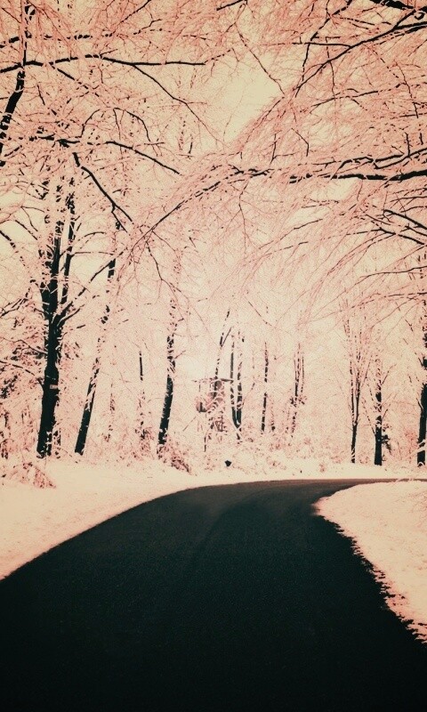 Дорога в зимнем лесу обои