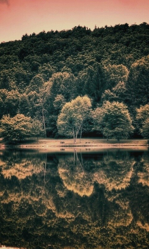 Лесной берег обои