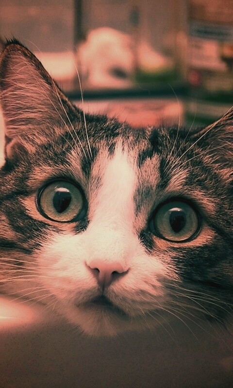 Кошак выглядывает из раковины обои